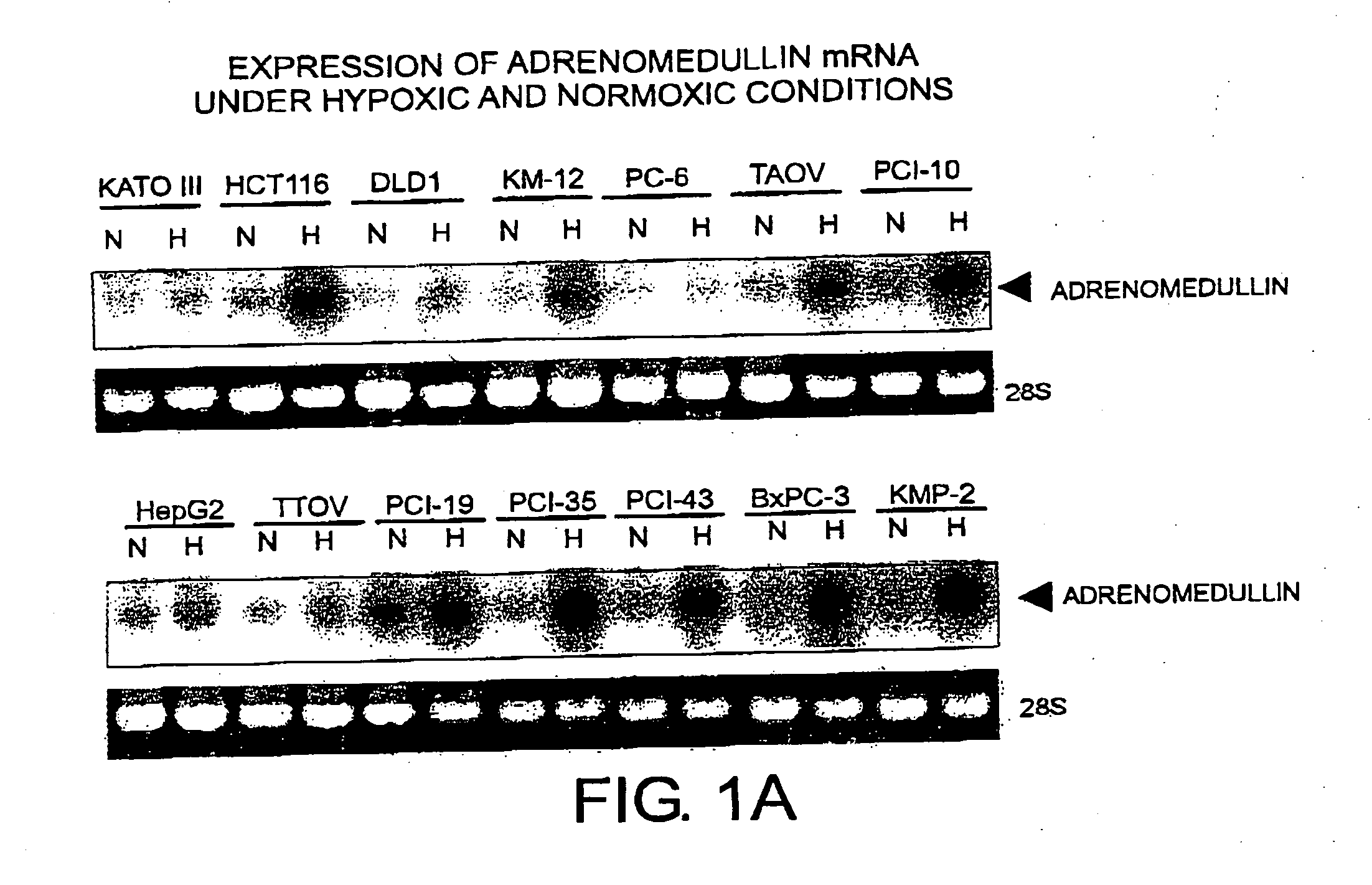 Peptides, DNAs, RNAs, and compounds for inhibiting or inducing adrenomedullin activity, and use of the same