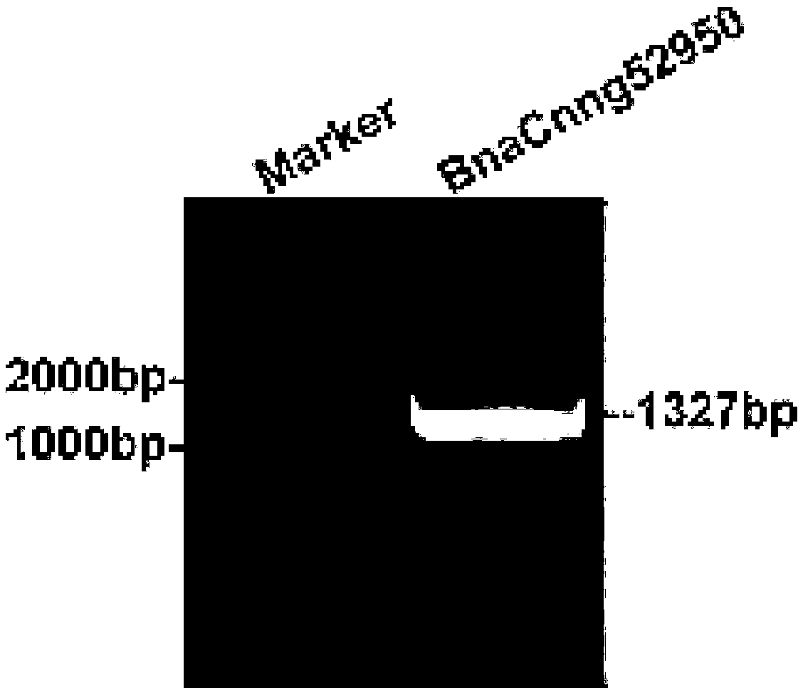 Promoter sequence based on BnaCnng52950D gene, recombinant vector and application