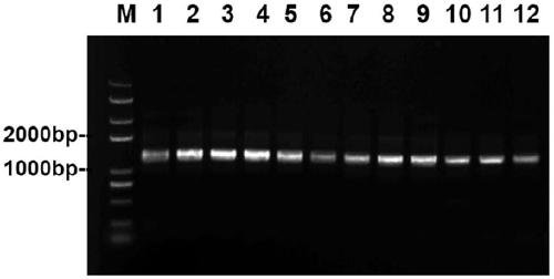 Promoter sequence based on BnaCnng52950D gene, recombinant vector and application