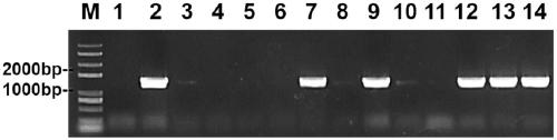 Promoter sequence based on BnaCnng52950D gene, recombinant vector and application