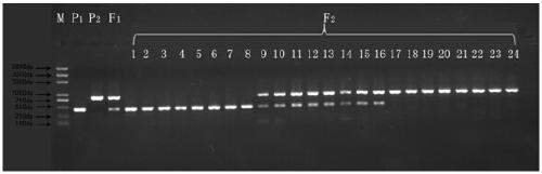 Molecular marker bsa3-2 closely linked to ms5 gene of muskmelon male sterility and its application