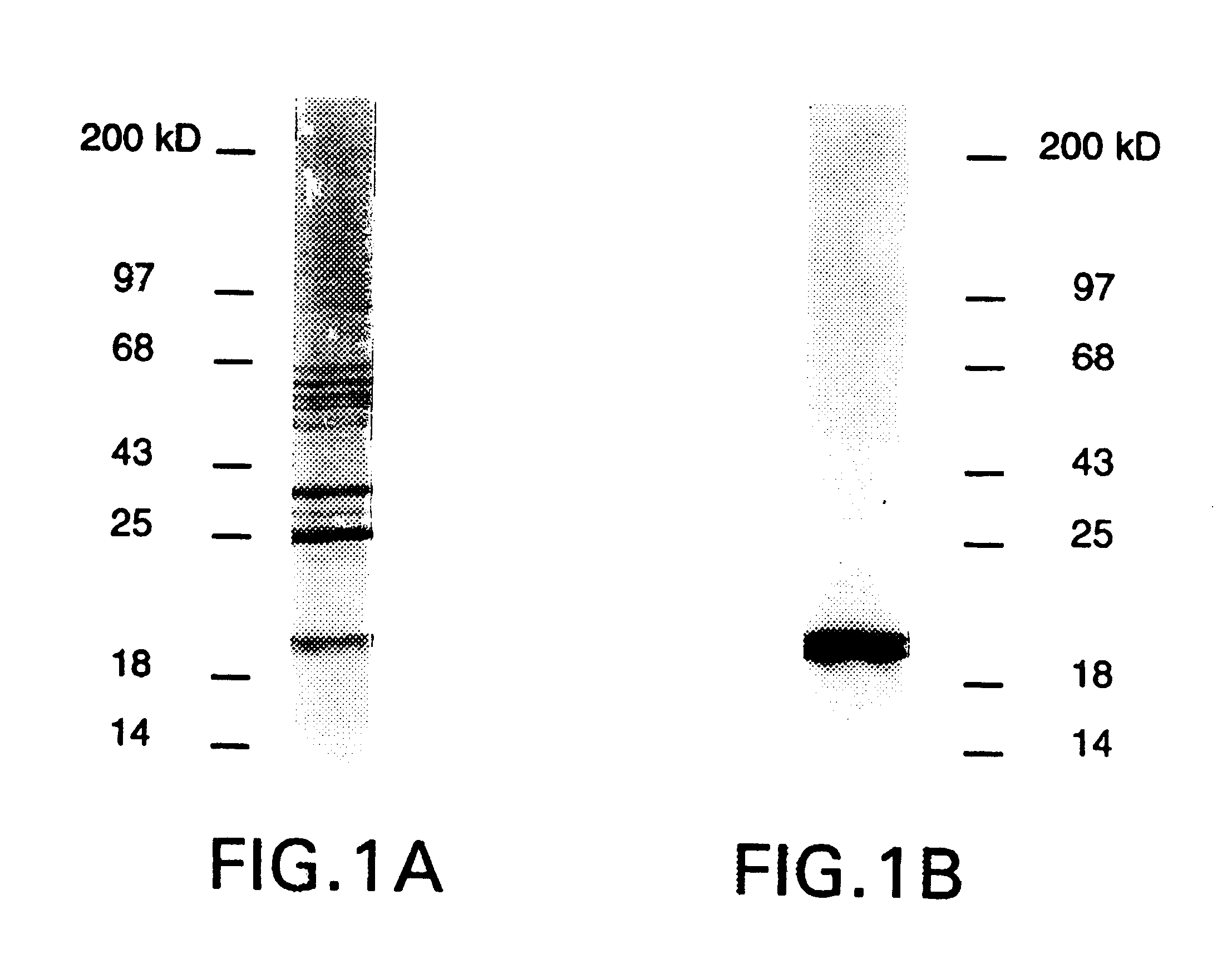 DbpA compositions and methods of use