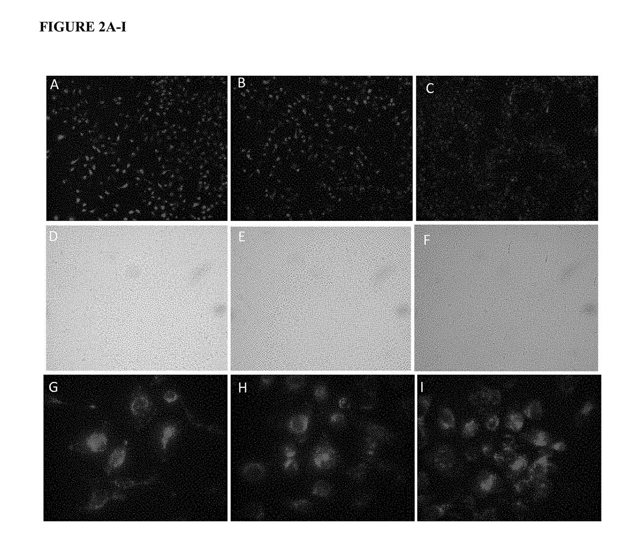 Peptide-mediated intravesical delivery of therapeutic and diagnostic agents