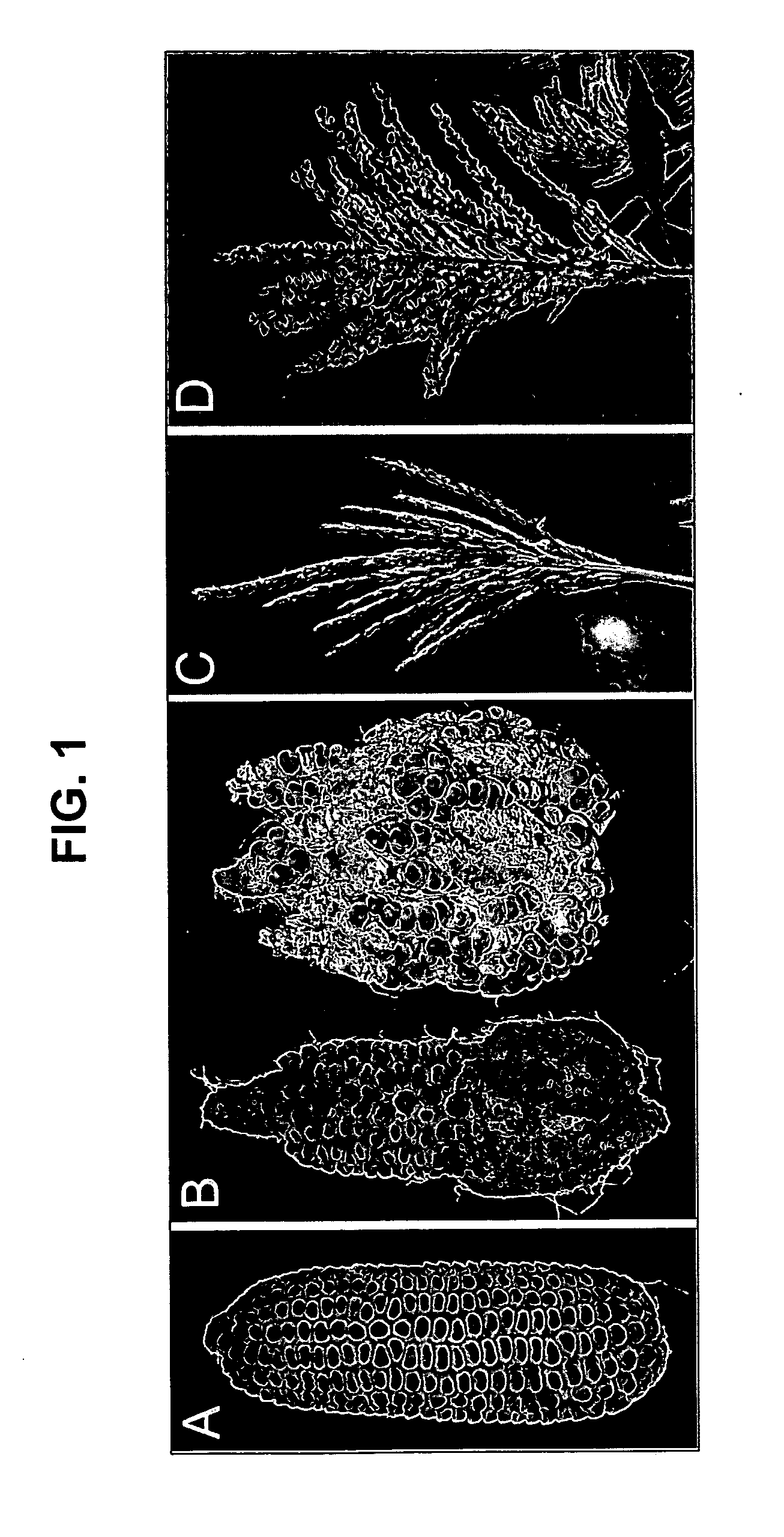 Nucleotide sequences encoding RAMOSA3 and sister of RAMOSA3 and methods of use for same