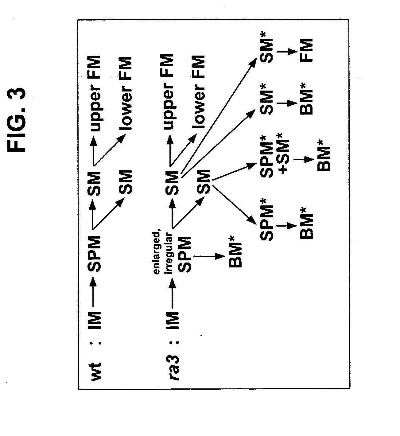 Nucleotide sequences encoding RAMOSA3 and sister of RAMOSA3 and methods of use for same