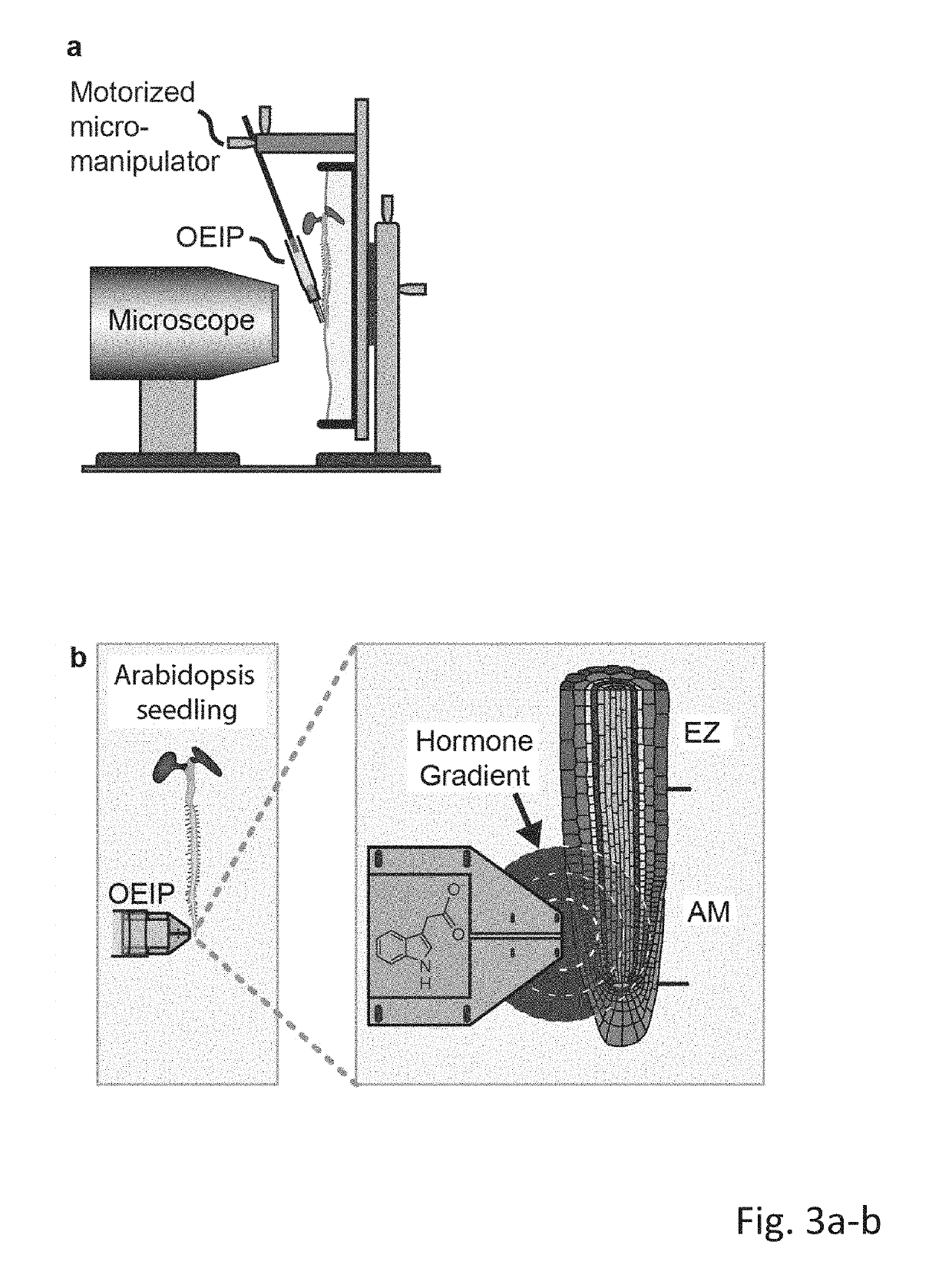 Ion pump with hyperbranched polymers