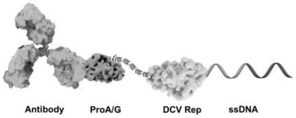 ProA/G-dRep fusion protein serving as universal carrier of nucleic acid-antibody codons and application of ProA/G-dRep fusion protein