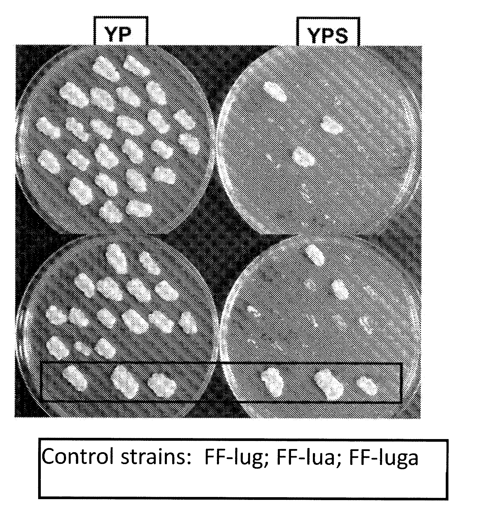 Method for the Targeted Integration of Multiple Copies of a Gene of Interest in a Yarrowia Strain