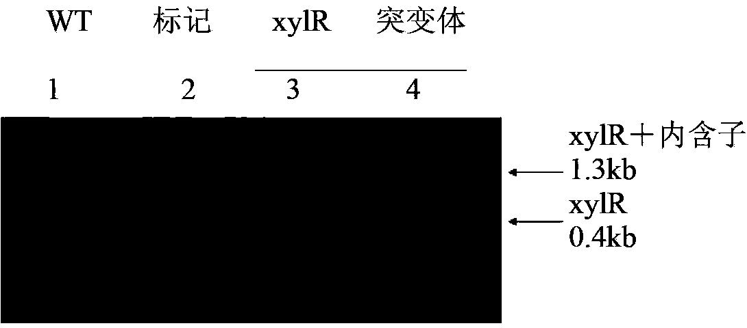Method for increasing consumption rate of clostridium beijerinckii xylose