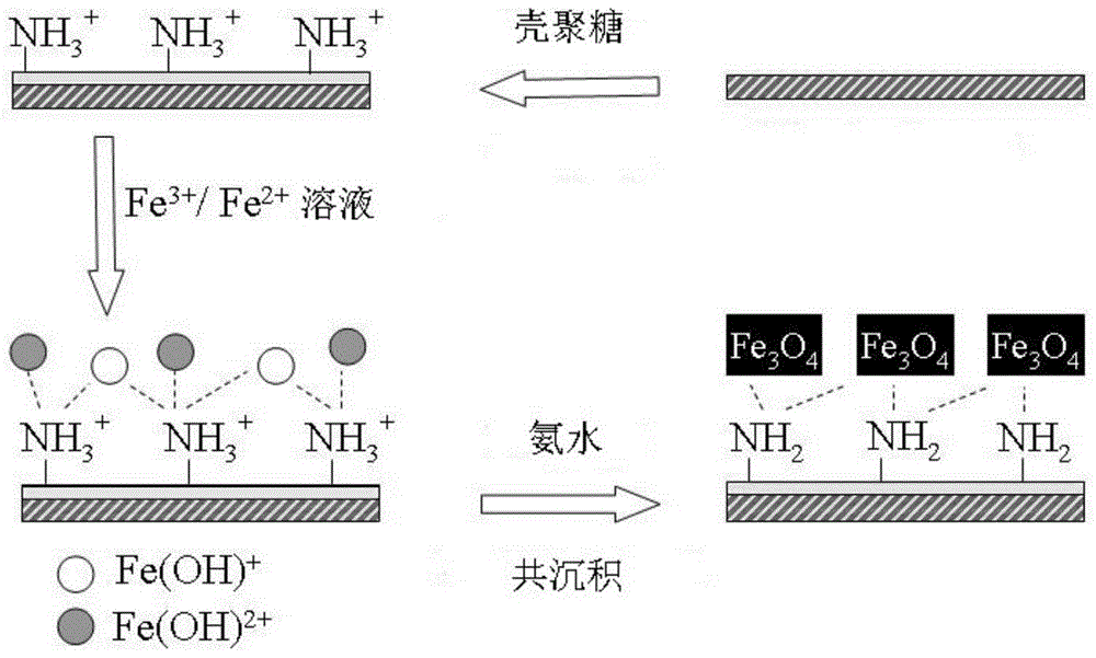 A magnetically responsive wood/fe  <sub>3</sub> o  <sub>4</sub> Preparation method of composite material