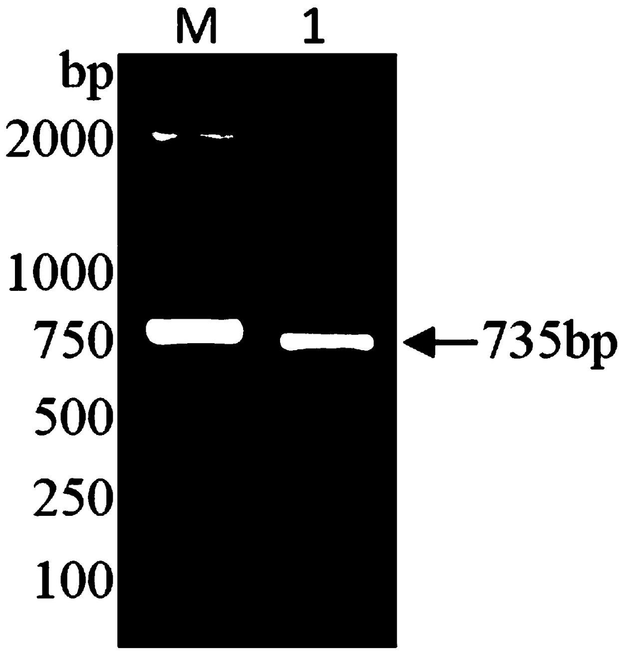 Method for expressing duck-sourced avian influenza virus NS1 protein and application of method