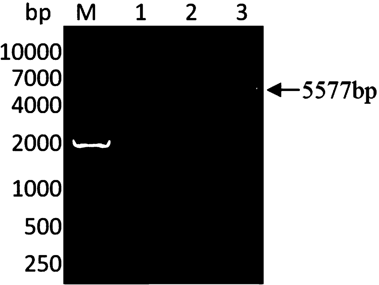 Method for expressing duck-sourced avian influenza virus NS1 protein and application of method