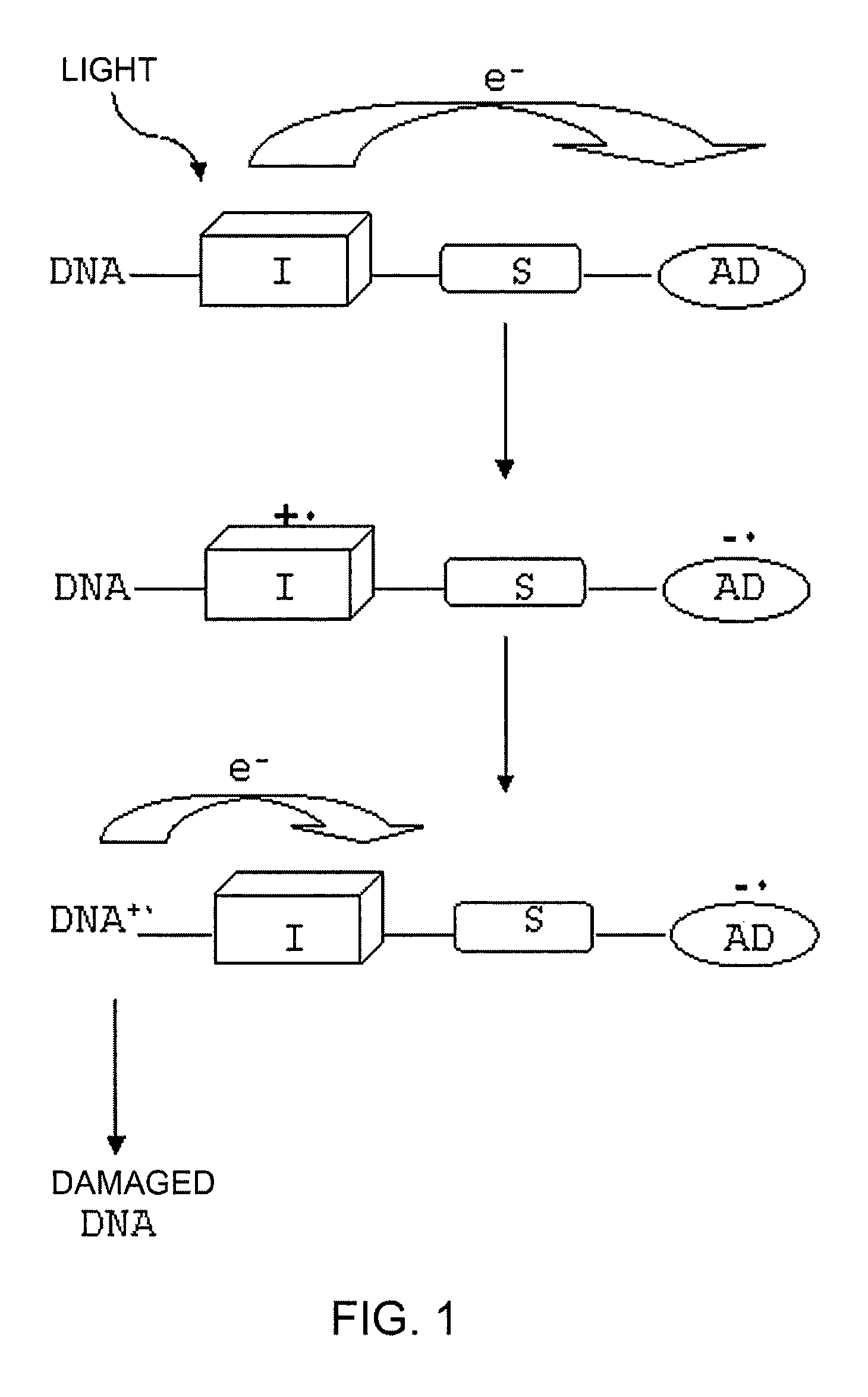 Bifunctional chemical, preparation and use for detecting nucleic acid
