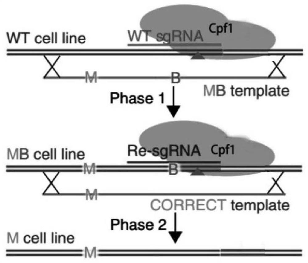 Single base mutation method and adopted system