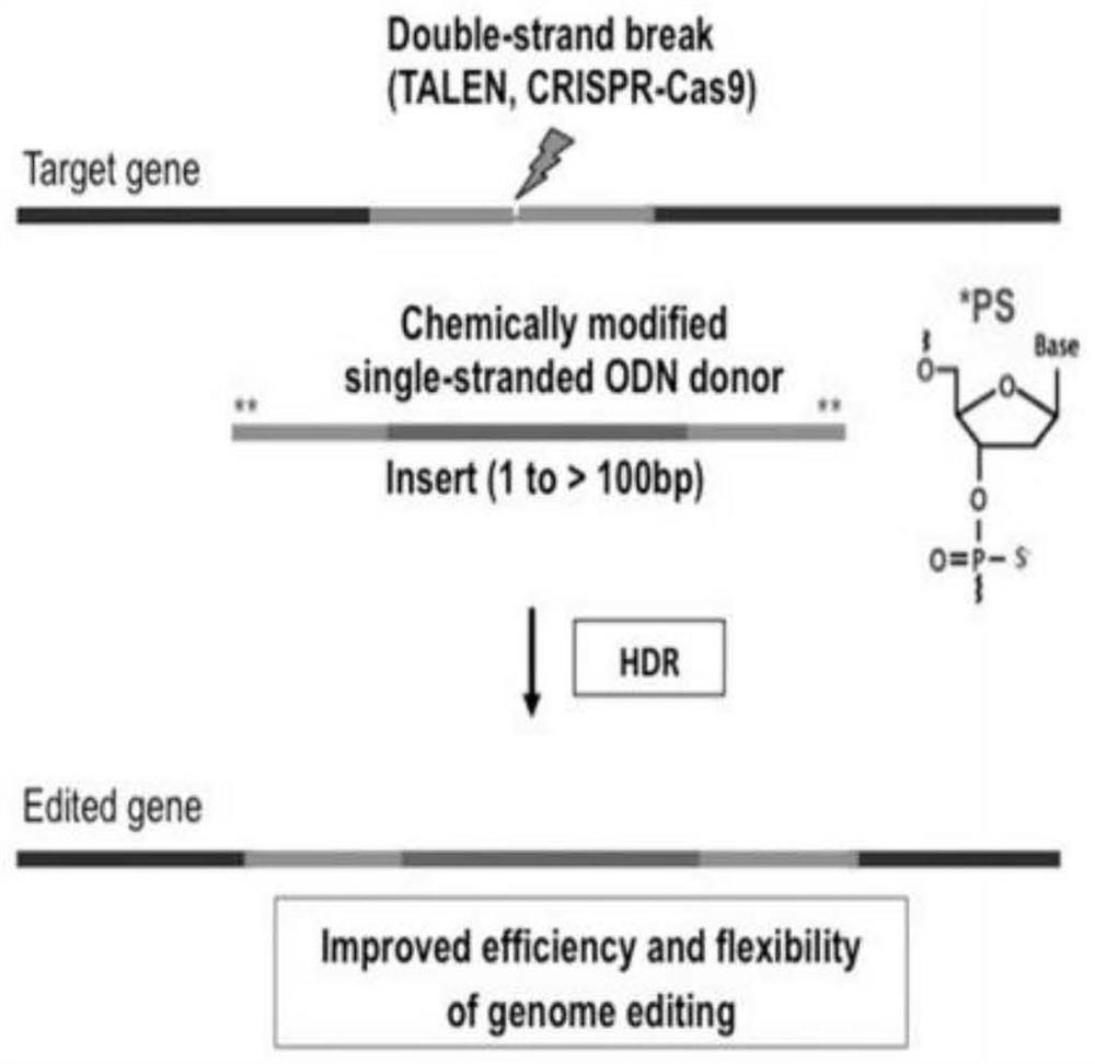 Single base mutation method and adopted system