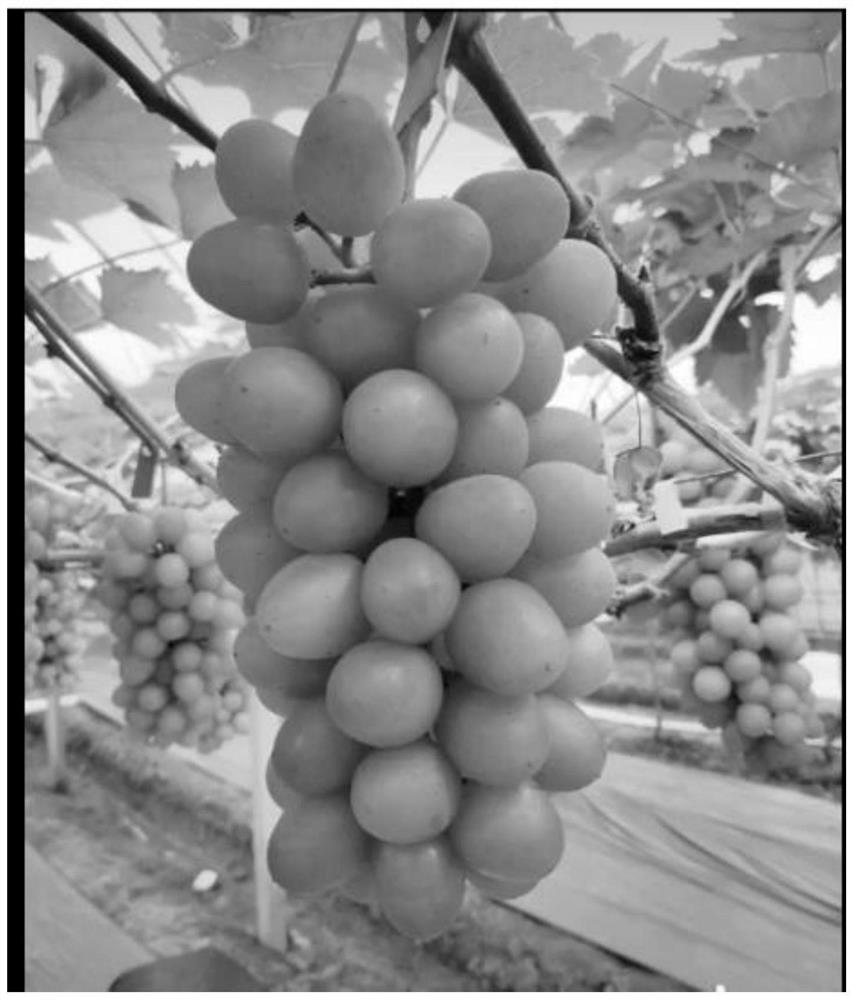 Grape sparse-planting ridge-planting early-maturing cultivation method