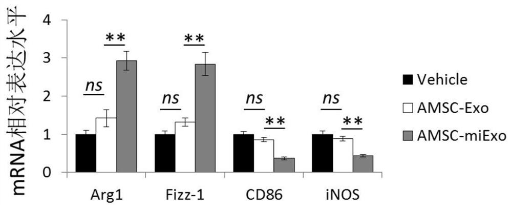 Preparation method and application of adipose-derived mesenchymal stem cell-like exosomes