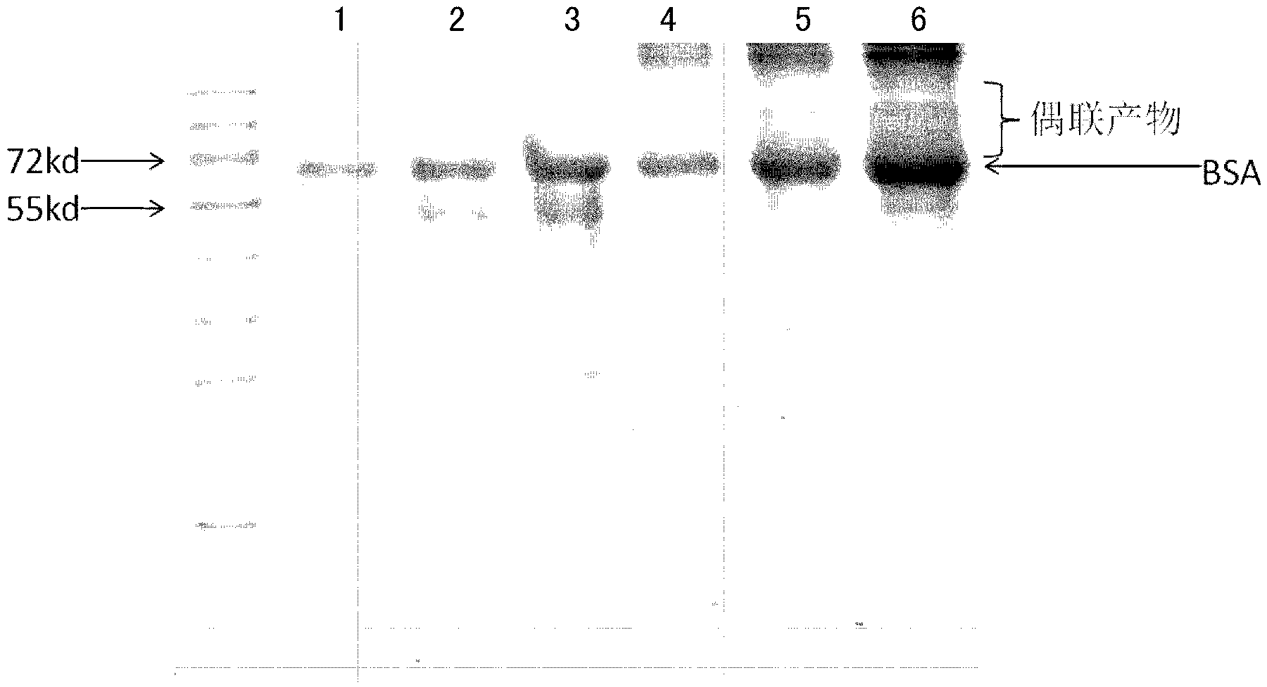 Connection method of paralytic shellfish poison and carrier protein