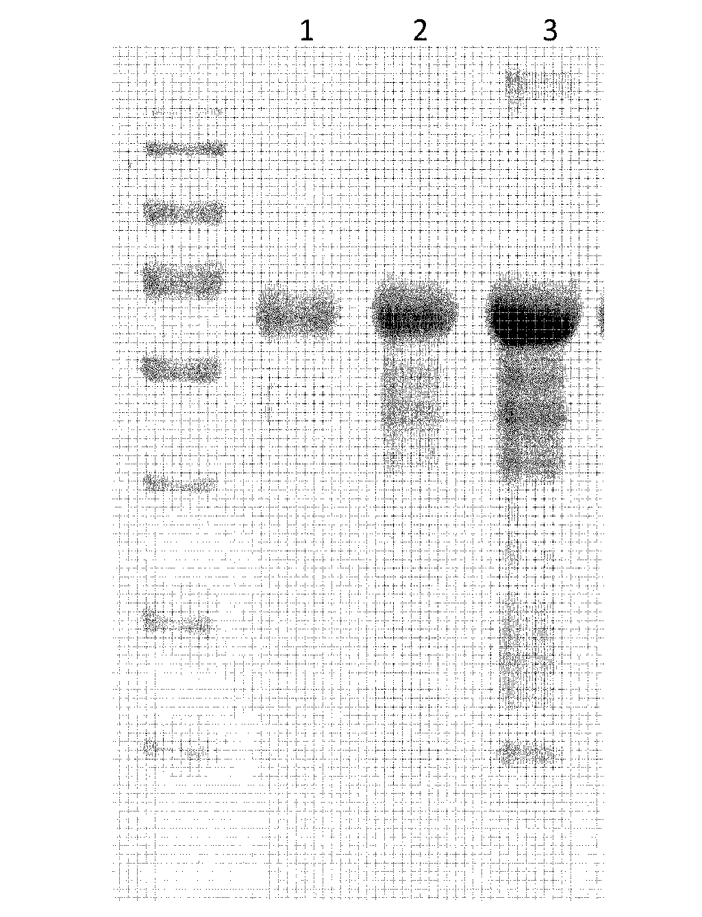 Connection method of paralytic shellfish poison and carrier protein