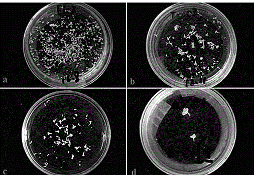 A method of preparing a Chinese cabbage mutant by means of isolated microspore culture and EMS mutagenesis