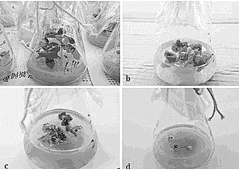 A method of preparing a Chinese cabbage mutant by means of isolated microspore culture and EMS mutagenesis