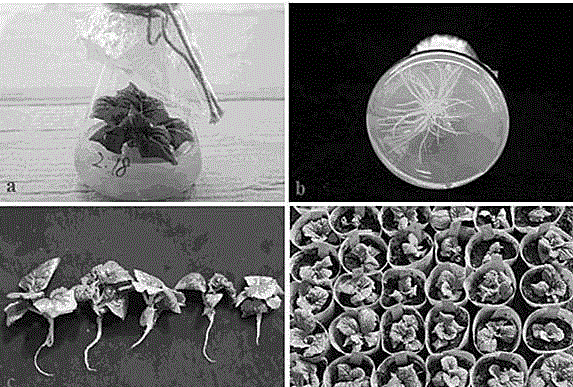 A method of preparing a Chinese cabbage mutant by means of isolated microspore culture and EMS mutagenesis