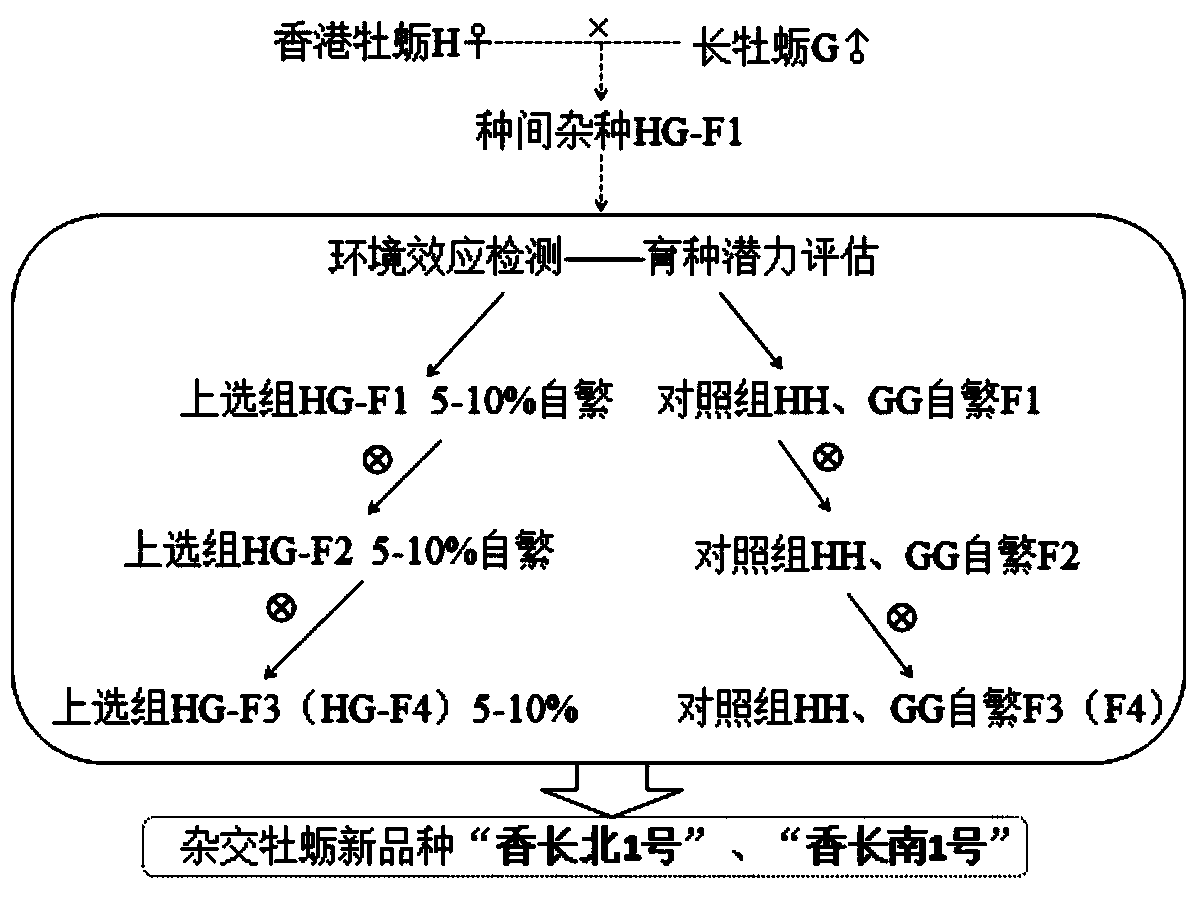 Breeding method for new line of hybrid Crassostrea hongkongensis and Crassostrea gigas