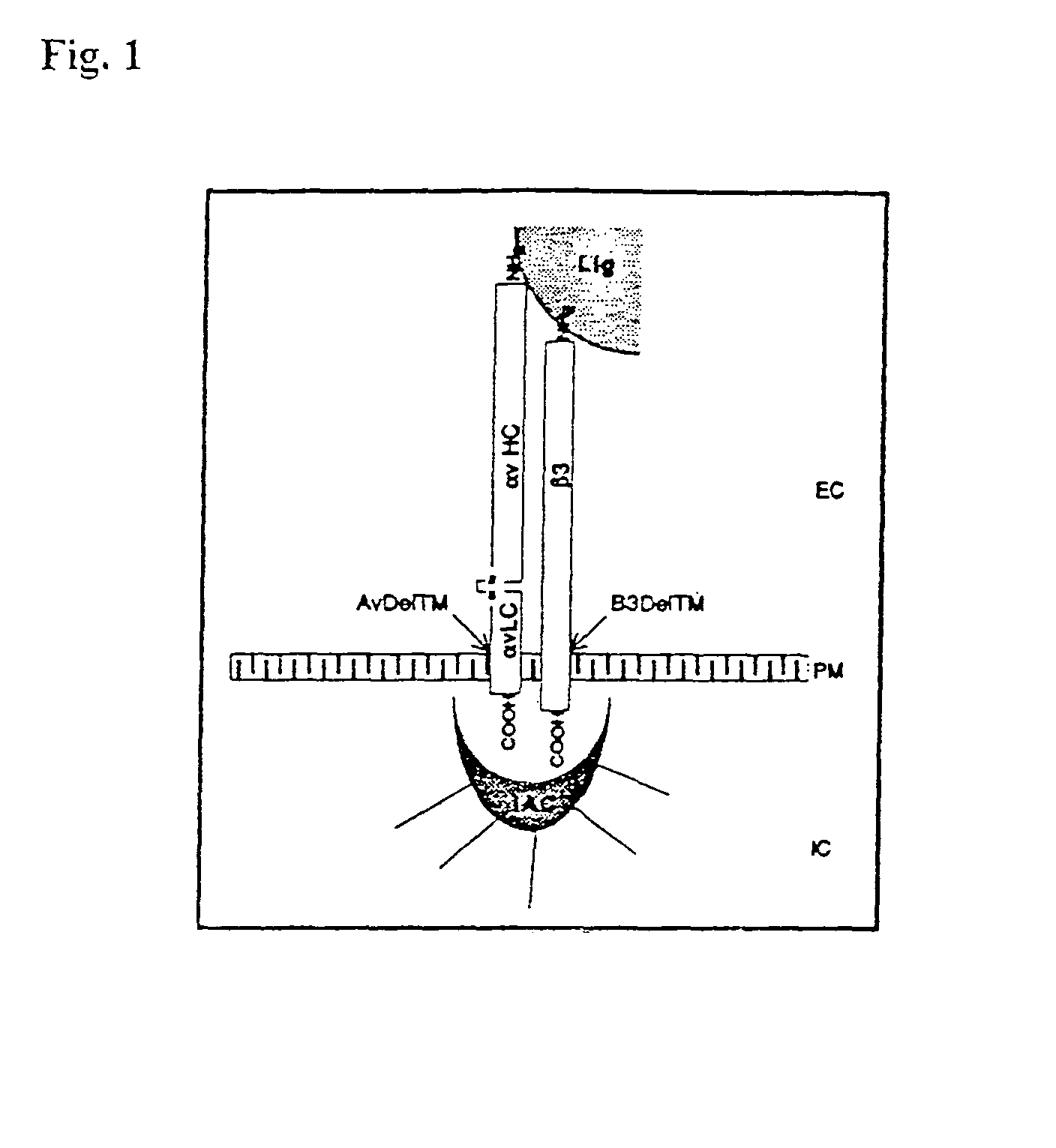 Soluble recombinant αvβ3 adhesion receptor