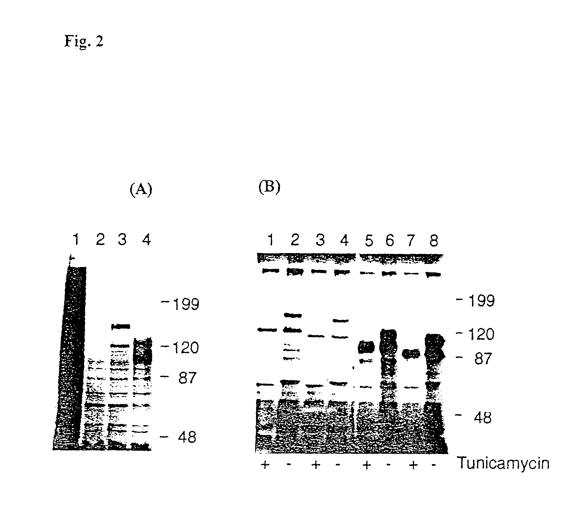 Soluble recombinant αvβ3 adhesion receptor