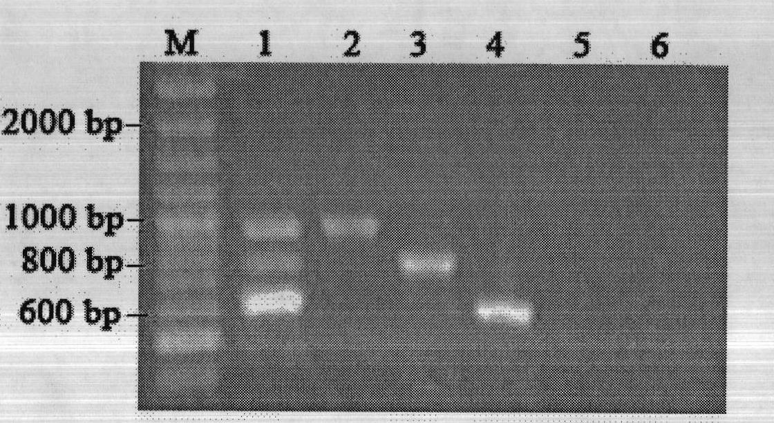 Multiple PCR detection method for porcine bacteria