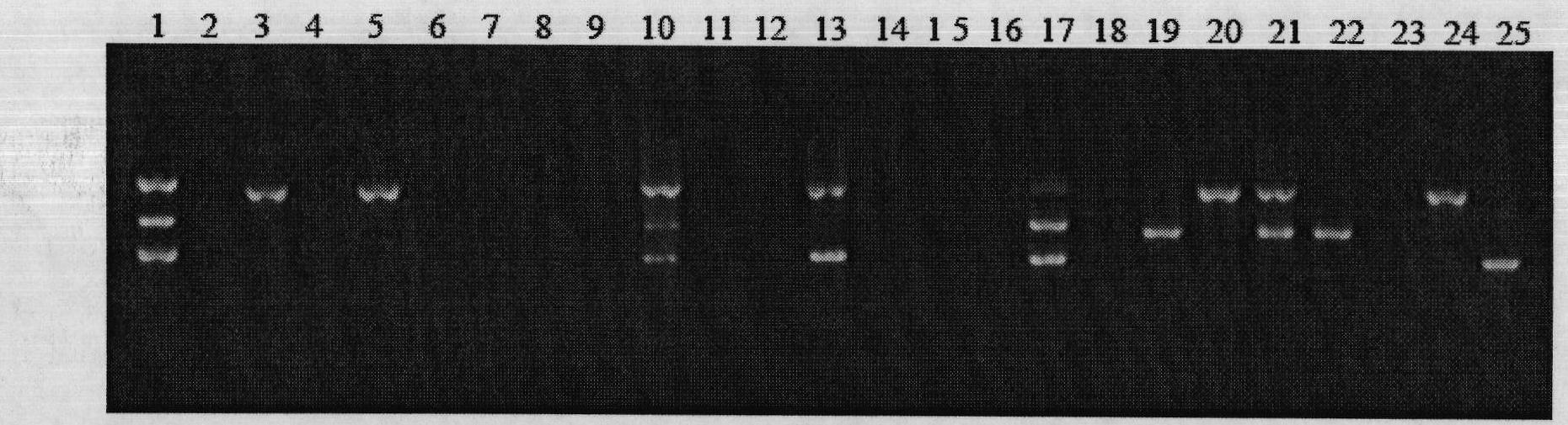 Multiple PCR detection method for porcine bacteria
