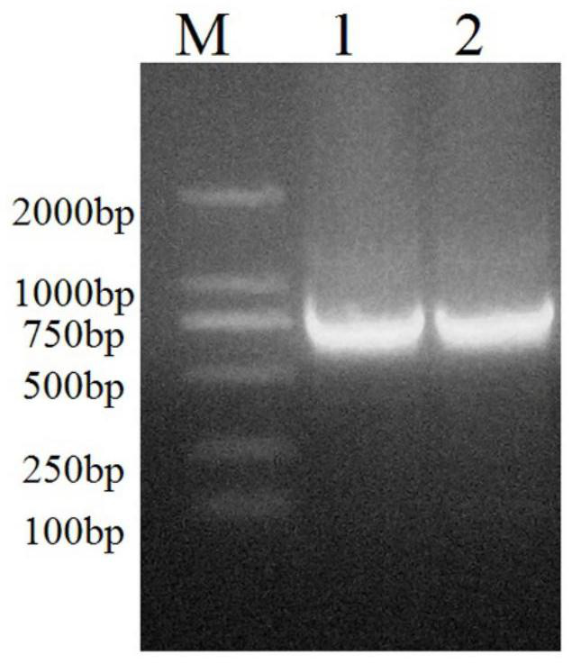 Preparation method of diazepam-resistant single-chain antibody, diazepam-resistant single-chain antibody product and diazepam detection method