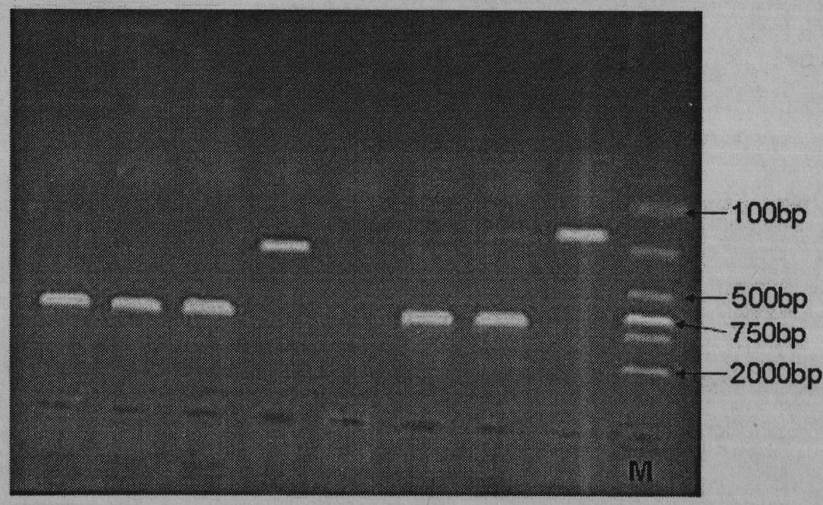 Goat TNNT3 (human fast skeletal troponin T) gene and method for cloning complete sequence of gene coding region of goat TNNT3 gene