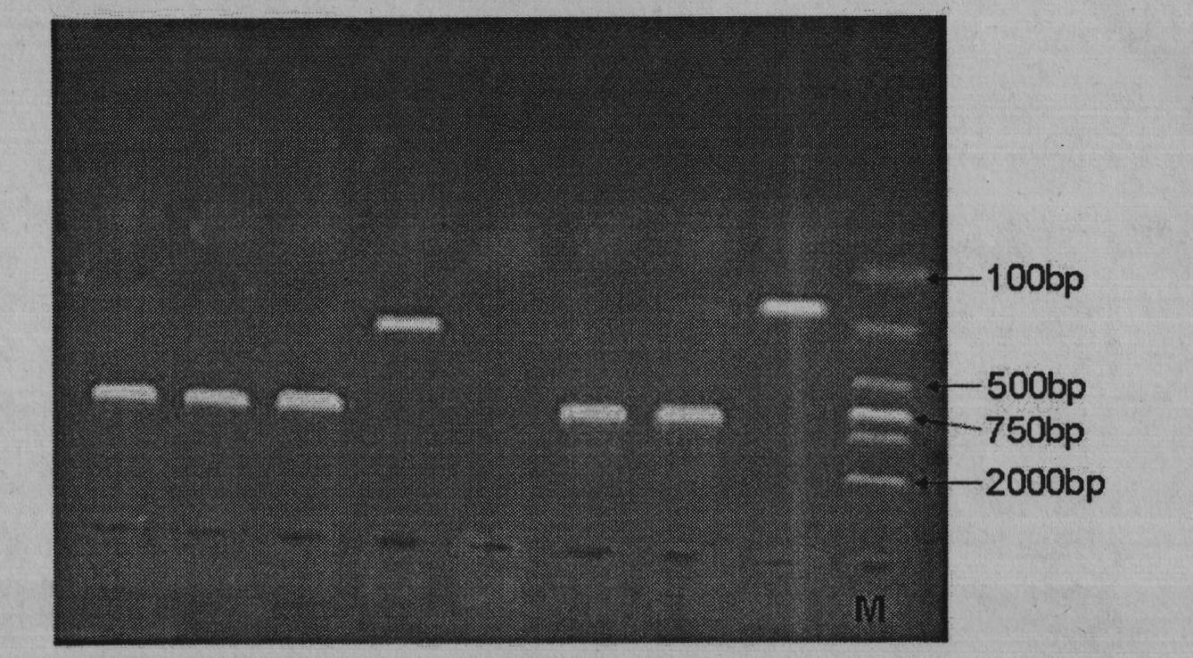 Goat TNNT3 (human fast skeletal troponin T) gene and method for cloning complete sequence of gene coding region of goat TNNT3 gene