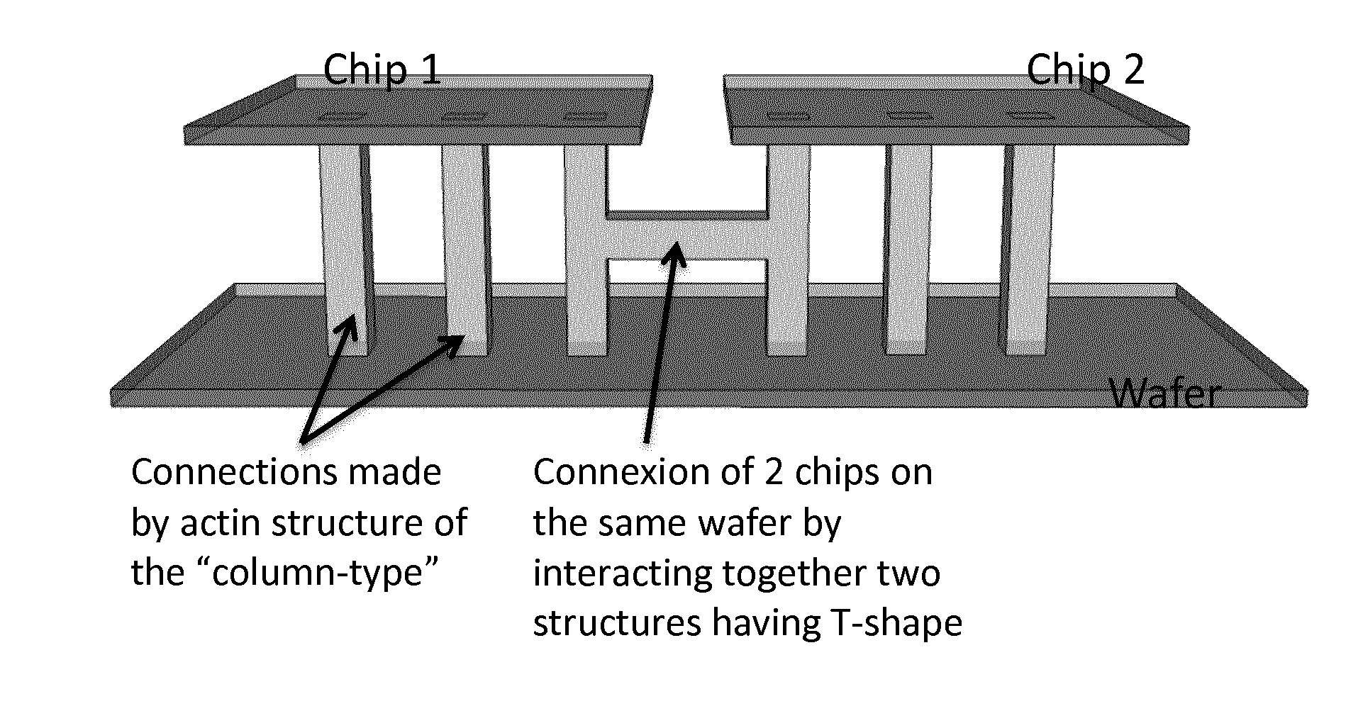 Method for obtaining three-dimensional actin structures and uses thereof