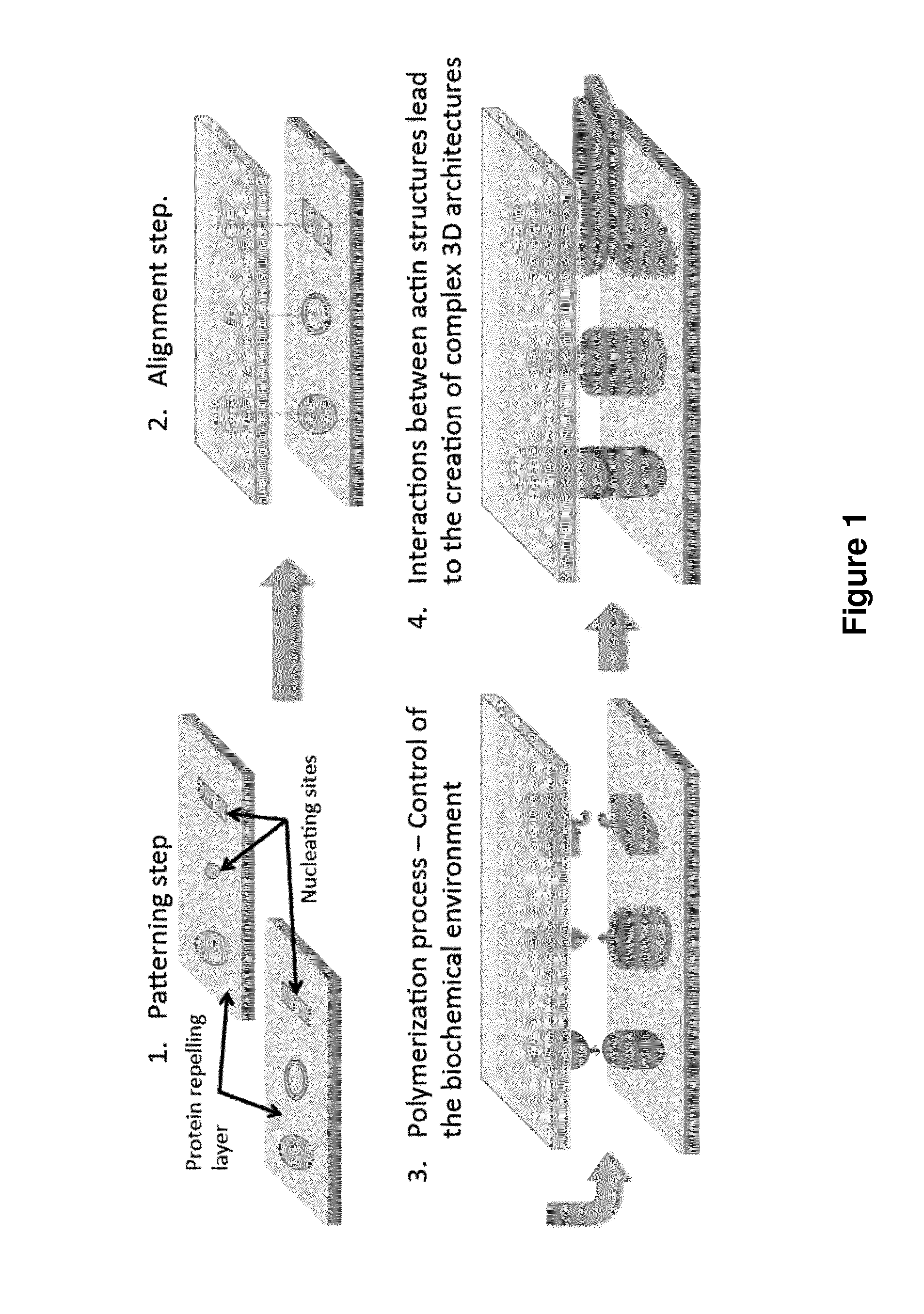 Method for obtaining three-dimensional actin structures and uses thereof