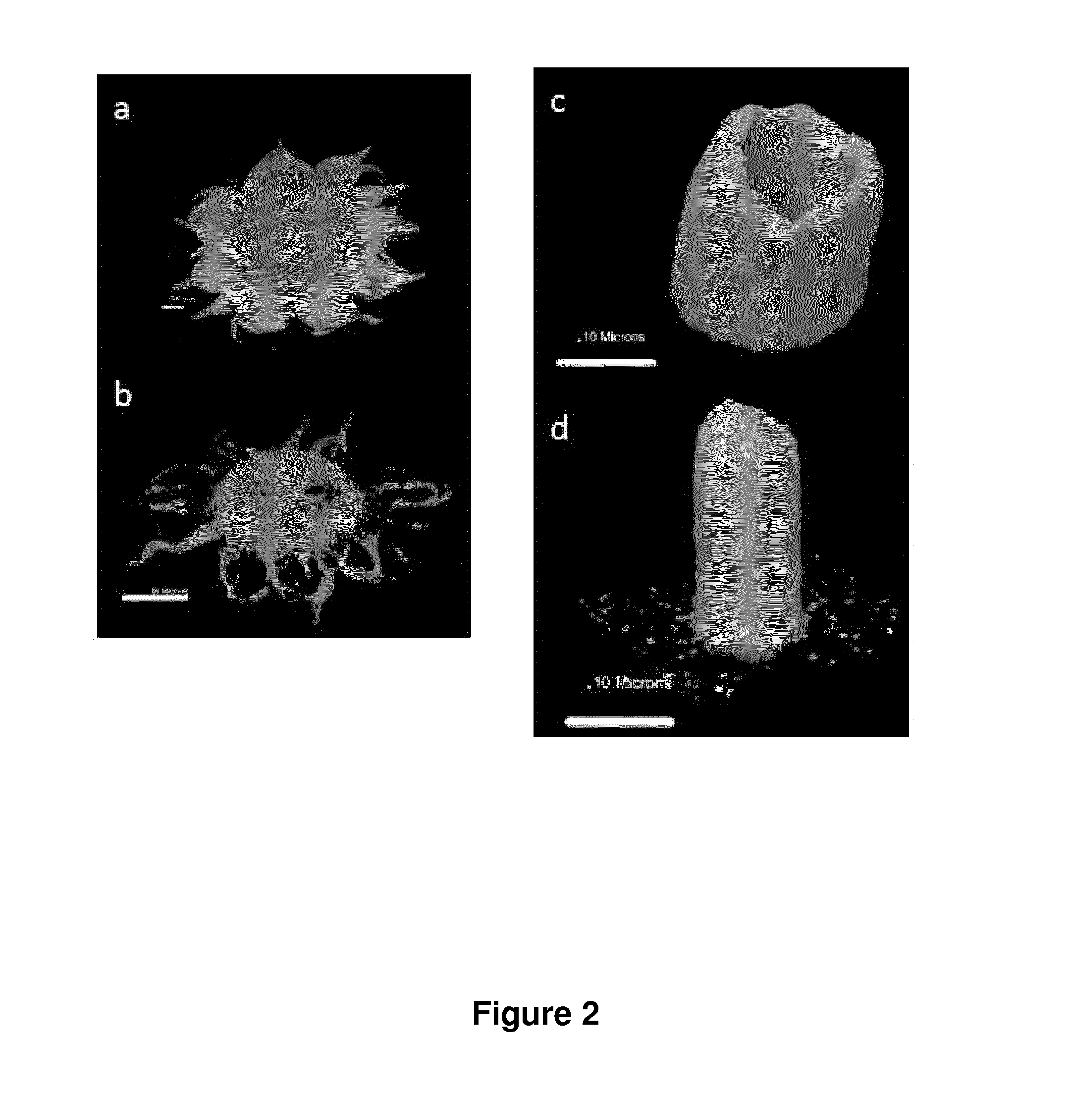 Method for obtaining three-dimensional actin structures and uses thereof