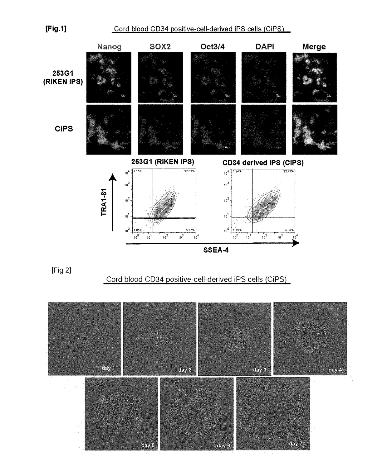 Highly functional hepatocyte and use thereof