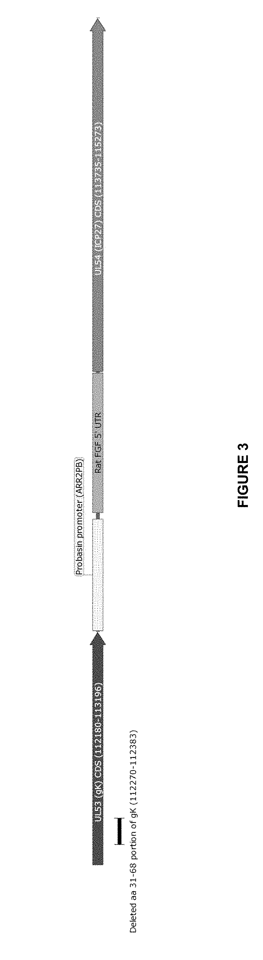 Oncolytic viruses & methods of use thereof