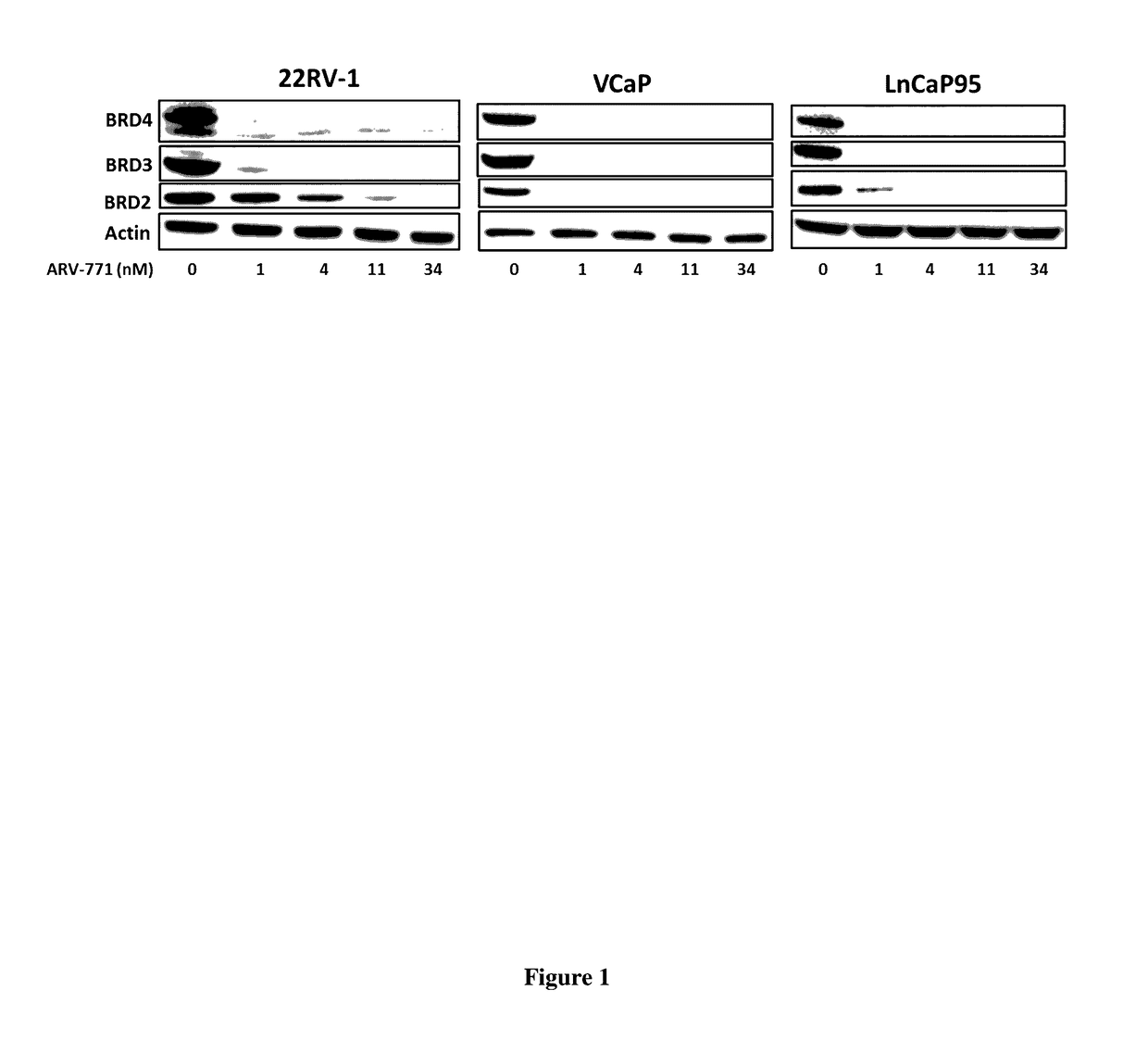 Compounds and methods for the targeted degradation of bromodomain-containing proteins