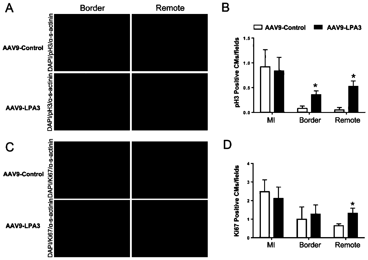 Use of lysophosphatidic acid, lysophosphatidic acid receptor 3, and lysophosphatidic acid receptor 3 agonists