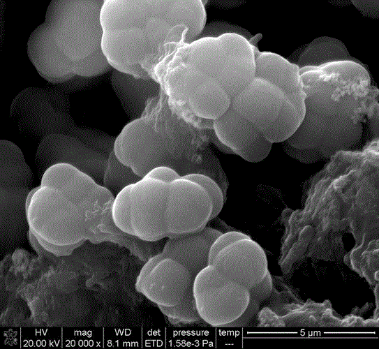 Method for enriching methanosarcina and methanothrix during sulfate ...