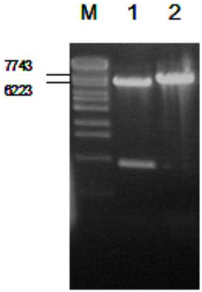 Method for preparing recombinant avian adeno-associated virus and use of recombinant avian adeno-associated virus