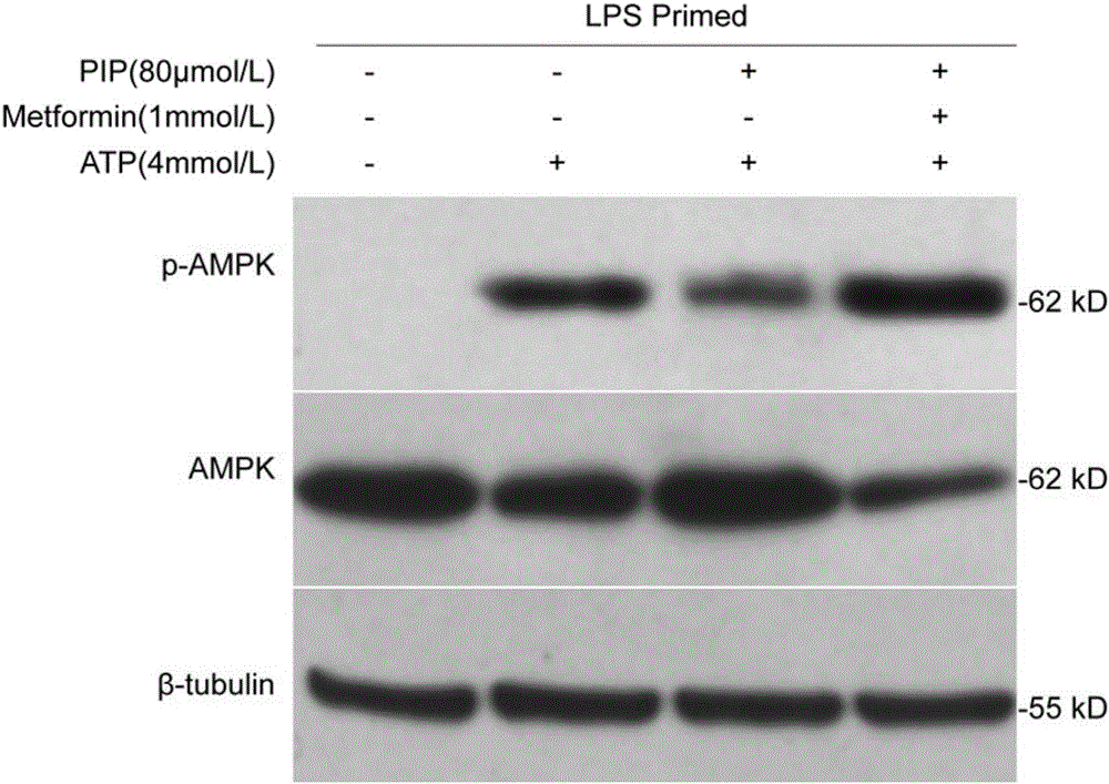 Application of piperine to preparing medicines for regulating AMPK immunometabolism pathways of immune cells
