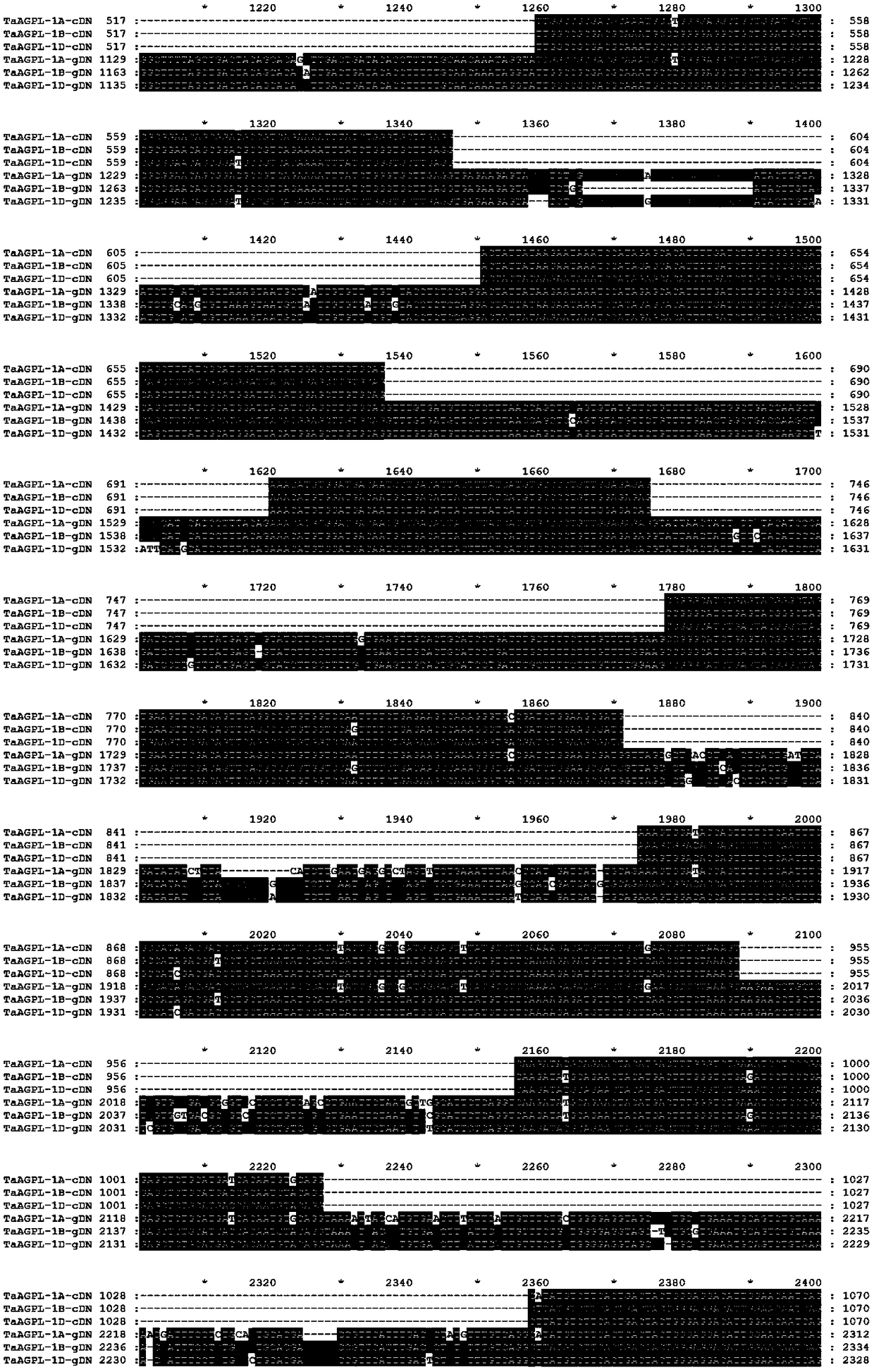 A method and kit for detecting allelic variation of taagpl gene