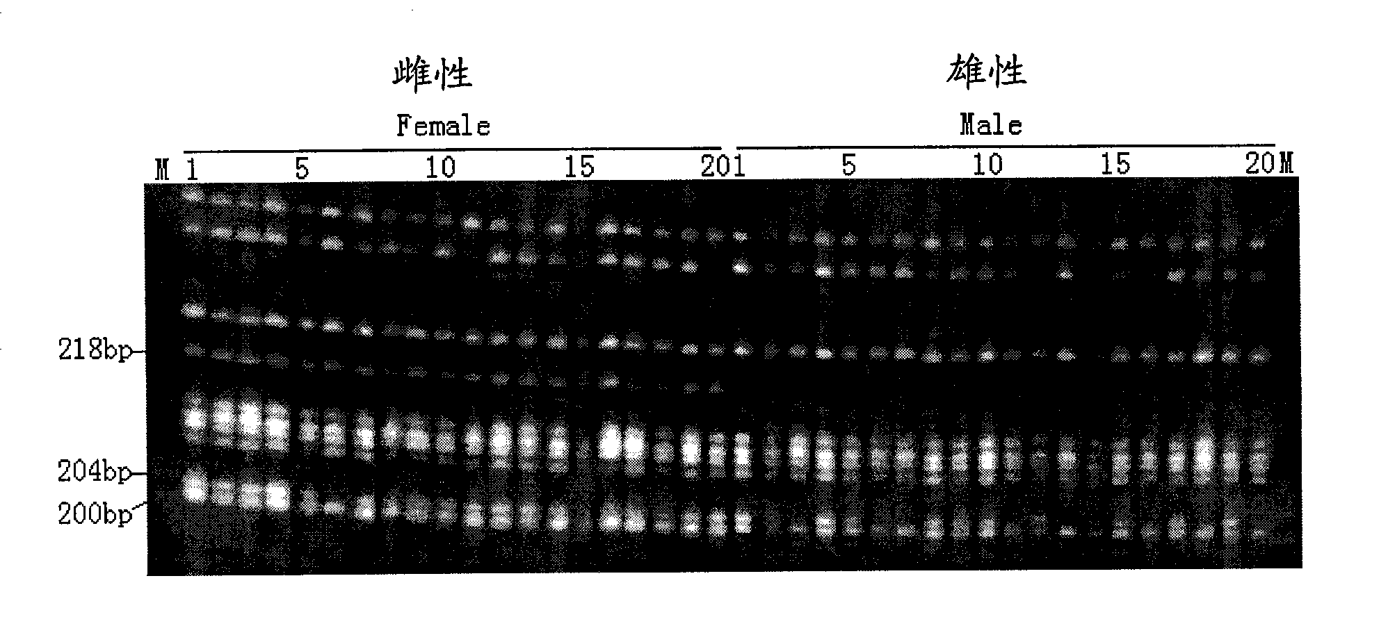 Special molecular marker for sex of verasper variegates, and genetic sex identification method