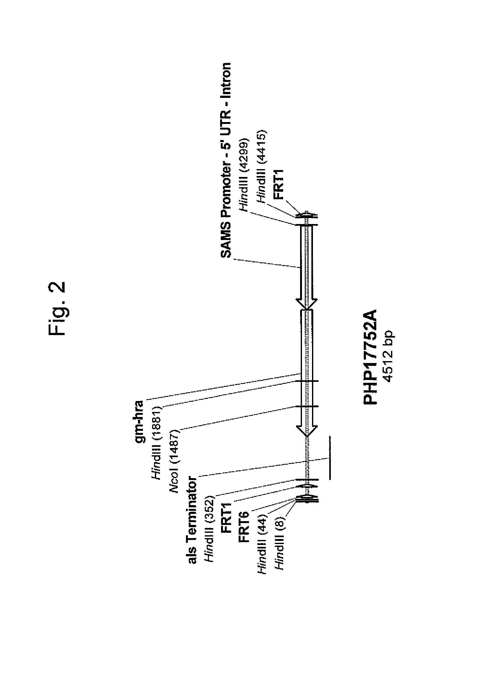 Soybean event DP-305423-1 and compositions and methods for the identification and/or detection thereof
