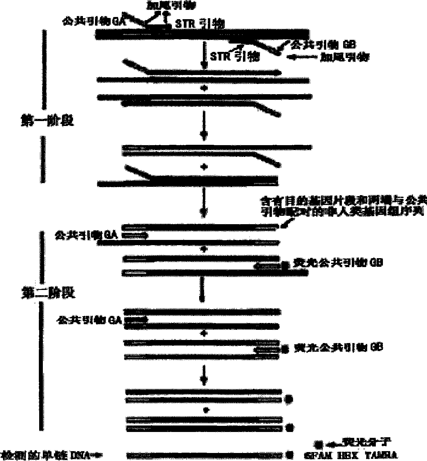 Y chromosome MiniSTR typing reagent kit, preparation and use thereof