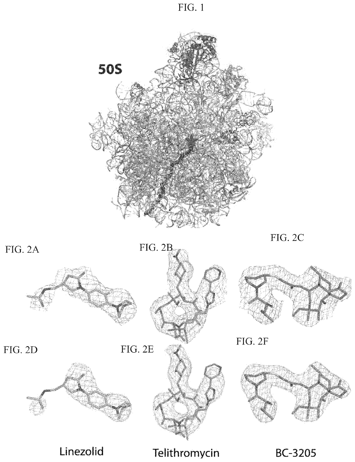 Crystal structure of the large ribosomal subunit from <i>S. aureus</i>