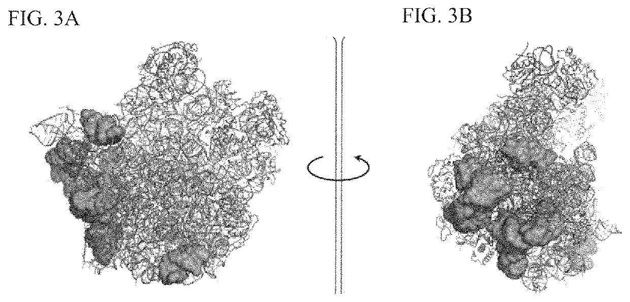 Crystal structure of the large ribosomal subunit from <i>S. aureus</i>